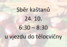 Sběr kaštanů